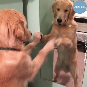 2.3K views · 311 reactions | Mirror, Mirror on the wall... who is the cutest of them all! : kono_in_orlando . . . . DM us your vids to be featured!  | Alpha Paw | Facebook