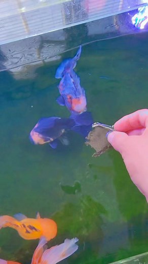Hand feeding Repashy goldfish food to the jumbo oranda. Oreo and Pheonix are becoming braver each day 😋 . #fancygoldfishfanatics #goldfish #fancygoldfish #pond #aquarium #goldfishtank #goldfishunion #starfisheries #goldfishofinstagram #goldfishpond #goldfishlover #goldfishkeeper #oranda #orandagoldfish | Aquatic Elements