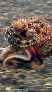 1.2M views · 10K reactions | Two young couples claim to have seen a FRIGHTENING large-winged creature!, Do octopuses possess extraterrestrial DNA? | Ancient Aliens | Facebook