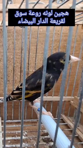 61K views · 834 reactions | Mulet chardonneret phénomène | موطن الحسون | Facebook