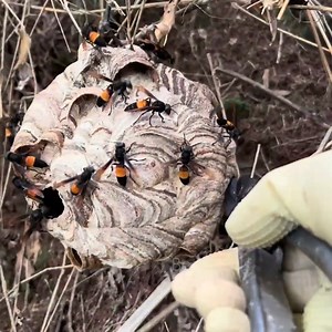 2.6K views · 51 reactions | Hunt & Catch Small Hornet Nest | Asian Hornet Nest | Bees Reels | Facebook