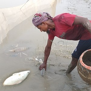 2.6M views · 10K reactions | এই প্রথম গড়া জালে এত বড় আইর মাছ ও কোরাল সহ গলদা চিংড়ি মাছ ধরা পড়লো জেলেরা মহা খুশি #foryou #virals #fishing #reels #reelsfypシ | SAJIB Daily Fishing Life | Facebook