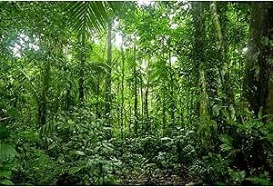 YongFoto 9x6ft Jungle Forest Trees Backdrops for Photography Summer Woods Wonderland Trees Plant Spring Nature Landscape Photography Background Picnic Camping Girl Boy Scouts Adventure Photo Studio