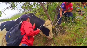 1.9K views · 14 reactions | SANTA CRUZ DE CHUCA INICIA CAMPAÑA GRATUITA DE DESPARASITACIÓN EN GANADO VACUNO, OVINO, CAPRINO Y PORCINO. La campaña antiparasitaria está programada del 18 al 27 de marzo. Revisa el cronograma https://drive.google.com/.../1y.../view... - - - ¡Su gente trabajando, Santa Cruz de Chuca Avanzando! Abraham Quezada Agreda Alcalde |Gestión 2023-2026 | Kadena Noticias | Facebook