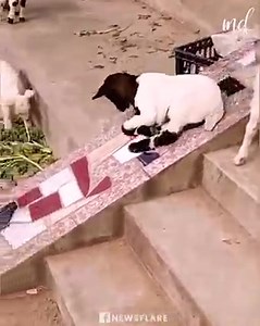 Playful lambs are having the time of their life 🐑❤️ | FS Media Network