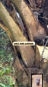 ViPPeR sNake came out from palm kernel tree when a man was dressing it. And it was a surprise to him. #trendingpost #viewers #snake #vipper #trees #palmeiras #oil #manufacturing #cutlass #farm #bushcraft | Lookman