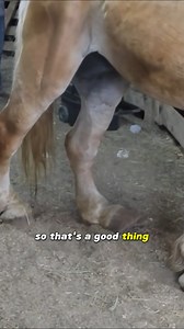 Hope's Story Pt. 1 | HSH S2E19 | | Horse Plus Humane Society