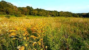 Shabbona Lake State Park stock video. Video of park, natural - 37101172