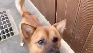 Niagara Dog Rescue on Reels