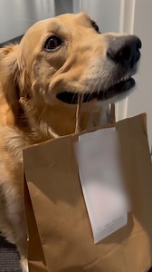 Dog's Teeth Chatter While Holding Takeout Food | Animal Lovers