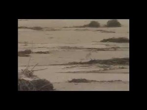 Long Island Shorebirds