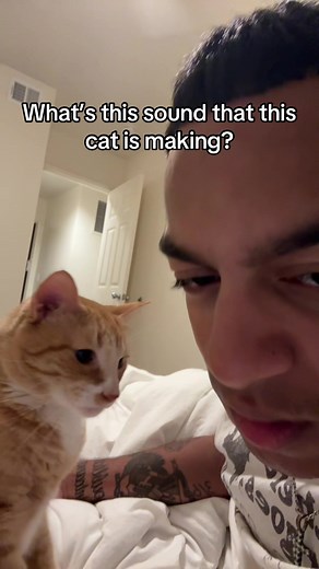 Why Is My Cat Making That Sound? Cat Purring & Vocalizations Explained