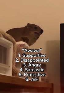 Awawa hyrax sounds: 6 cute hyrax vocalizations