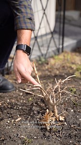When rabbits keep getting into your garden it can become extremely frustrating. Here are my recommendations for what to do when you find damage and how to prevent it in the future. | Frankie Flowers