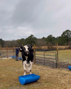 27K views · 3.3K reactions | Fatty feed time | Shirtless Jake's Homestead | Facebook