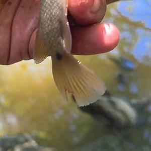 211K views · 2K reactions | Thả mồi ngay nó là lụm liền #cauca #caucarodong #truongromientay | Rô Miền Tây 62 | Facebook