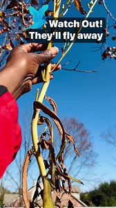 Save Lettuce Seeds #seedsaving #seedstarting #fallharvest #lettuce #seeds #organicgarden #backyardgardener #beginnergardener #gardentips | GroLeafy with Alethea
