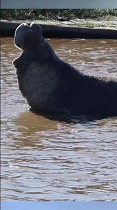 Bull Elephant Seal and His Loud Vocalizing! 🦭 🦭#shorts #wildlife #elephantseal #california