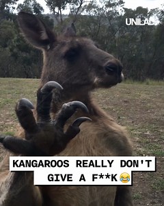 Kangaroos love causing chaos 😂 🙈 | UNILAD