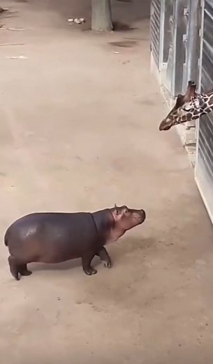 Gloria and melman so meant to be 😍 #animal #fyp #madagascar #melmanandgloria #viral #love | Sheepepepe