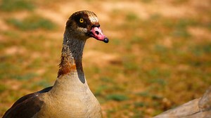 Egyptian goose in natural habitat
