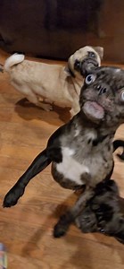 57K views · 2.1K reactions | I will never get used to turning around and seeing Gemma walking on two legs. She can go pretty far too! #pug #pugs #pugpartyplusone | Pug Party Plus One | Facebook