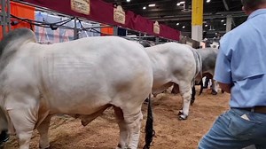 47K views · 1.7K reactions | BW Presidency on Reels | Facebook