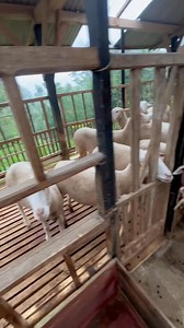 36K views · 414 reactions | Peternakan domba kebun pak dokter wonosalam #ternakdomba | Sahabat Sapi | Facebook