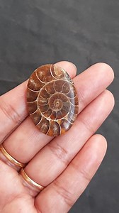 Ammonite Fossil Flat Back (34 mm x 24 mm) - Etsy.de