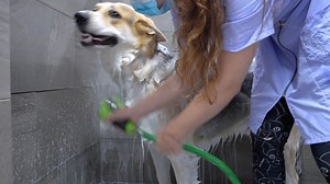 Is this a giant Corgi? | Girl With The Dogs