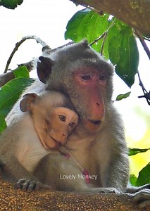 Most monkey so adorable! Monkey jane She is now take care monkey jonna more drink milk on the tree, lovely monkey. | Lovely Monkey