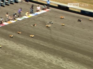 Corgi race CHAOS! | At The Races
