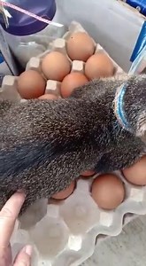 26K views · 1.1K reactions | Ibu ngeram | Dunia Kucing | Facebook