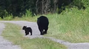 Walks with mom are the best! American Black Bear mom and her baby go for a walk on a hot, sunny day. Music Title: Fun Factory (Instrumental) Artist: Global Genius | Scott Michael Miller Photography