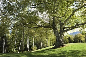 What to Do to a Tree That's Been Strangled with Rope