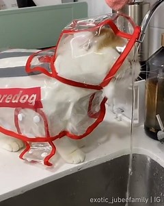 The experiment proves that the raincoat is absolutely waterproof.⠀ ⠀ 📹exotic_jubeefamily | IG | 9GAG