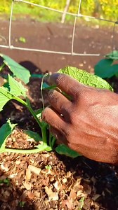 51K views · 717 reactions | Buildim Trellis blo cucumber, backyard is all about creativity and using all available resources to have a good garden. @followers #tajemgraon #backyardgardening #harvestontime #kalaremplatebloyu #foodsecurity | Ta Vai Peri-Urban Backyard | Facebook