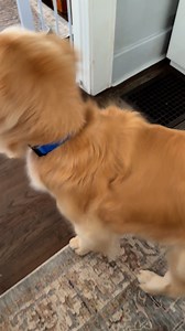 2.1K views · 73 reactions | Playtime ! | Honey Bear Henry: The Golden Retriever | Facebook