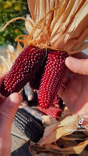 Dr. James S. Mastaler on TikTok