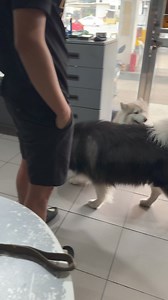 “He just growls and attack our husky everytime he walks past our corgi. We also had a hard time feeding our corgi since his attention is always on our husky” Explaining to the owner of the dogs how I give corrections and why. | Dog Trainer Cebu
