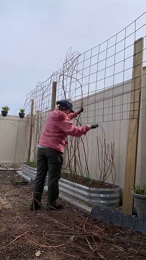 Trimmed the raspberry vines. *i kept the dead canes at this length to give support for the new plants starting to grow. Can’t wait to see this wall of greenery goodness come back this summer! 🌞 #fatsgreengarden #igrowstuff #gardenlife | Fatsgreengarden