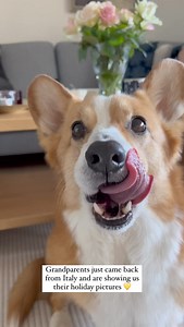 1.9K views · 148 reactions | Topi the Corgi on Reels | Facebook