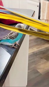 75K views · 1.2K reactions | BirdTricks on Reels | Facebook