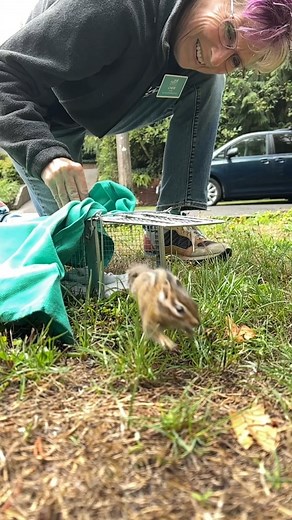 Wait for the bound to freedom! This young Townsend’s Chipmunk came to our Wildlife Care Center over the summer in relatively good condition (besides for the fleas), but was too young to be on his own. So we treated the fleas and raised him, being very careful to prevent habituation. What’s habituation you ask? When a wild animal becomes too comfortable around humans, losing their natural fear. Our staff wear a ghillie suit for feedings so we look pretty unrecognizable, and limit as much exposure