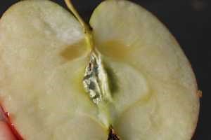 Callus tissue versus moldy core in apples
