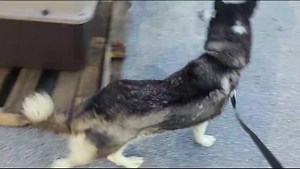 Ebenezer Pet Shipping Services on Reels | Facebook