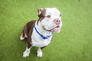 Feeling Stressed? Channel These Dogs Chilling the Fuck Out to Some Reggae