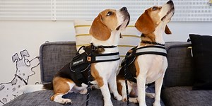 Pet care brand Bark enlists COVID-sniffing dogs to bring employees back to the office