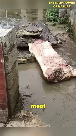 The BIGGEST Crocodiles in the World
