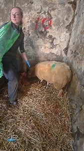 4.5K views · 41 reactions | What better way to celebrate International Woman's day and Women in Farming with Amy taking charge with lambing and adopting this lamb onto the ewe #farming #agriculture #arimagery | AR Imagery - Farming & Agricultural Videographer | Facebook